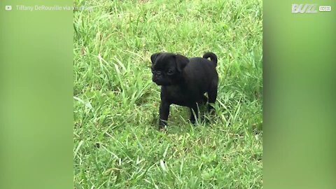 Un petit chiot s'attaque à une fleur