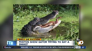 Pictures show gator eating a snake?