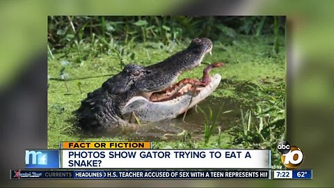 Pictures show gator eating a snake?