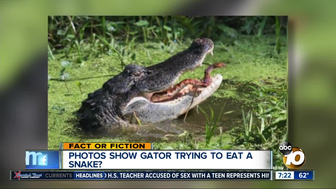 Pictures show gator eating a snake?