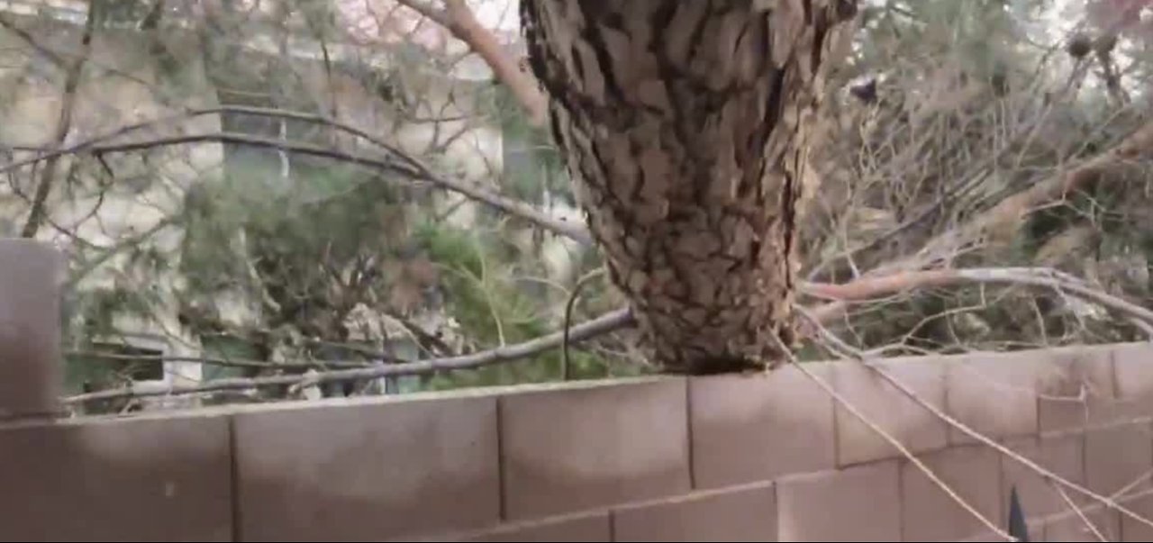 Large tree falls in Summerlin backyard