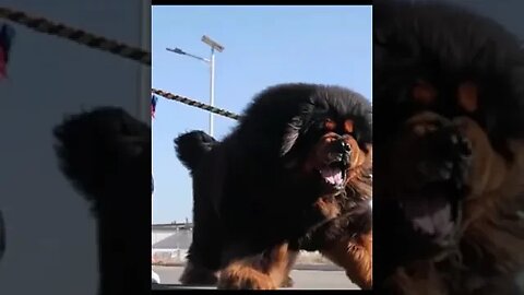 😱Marvelous Dog😍 |Big Dog #shorts #animals #dog