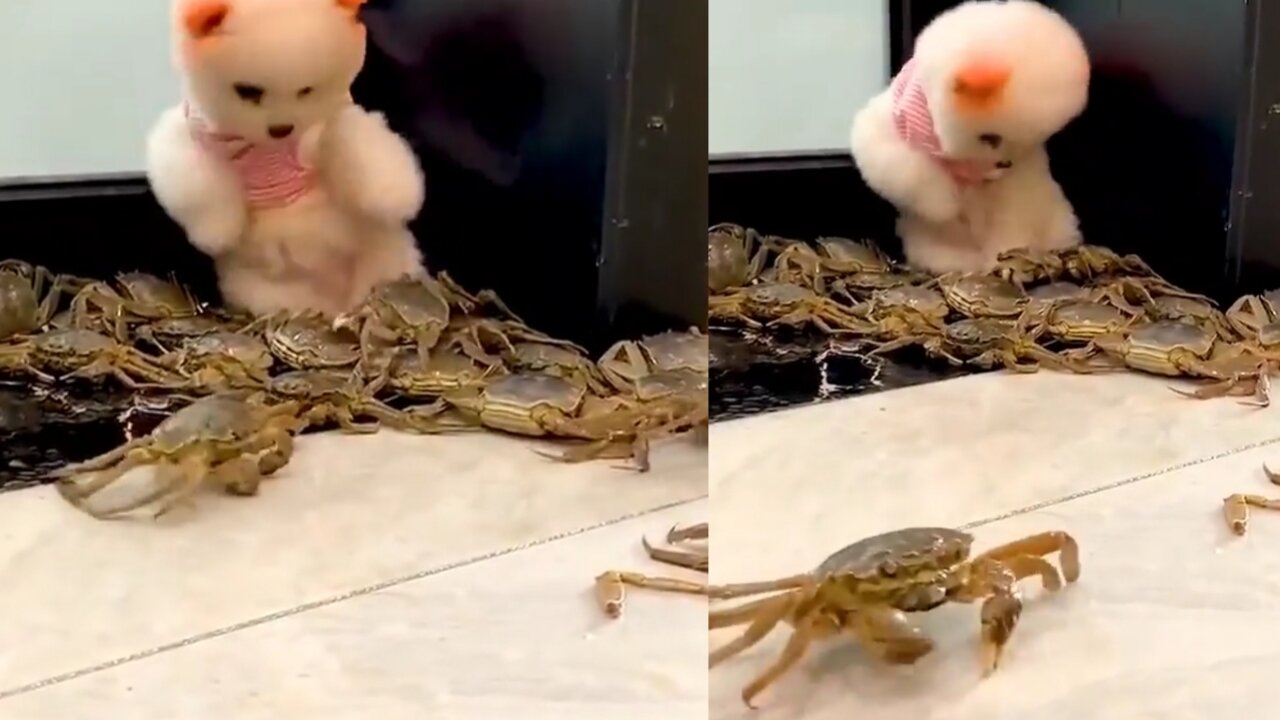 Cute animals doing funny omg look at that