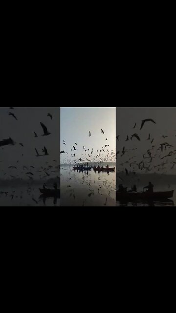 Relaxing Nature Video