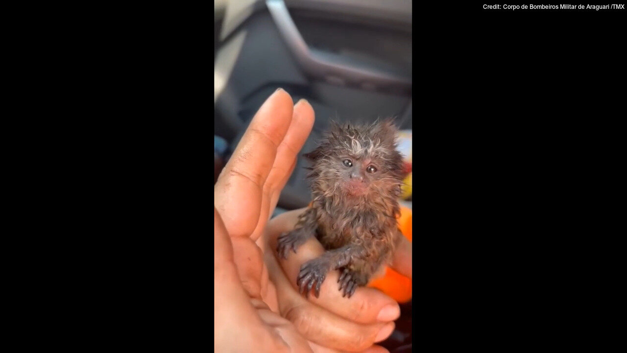 Baby Marmoset Rescued From Forest Fire By Officials In Brazil