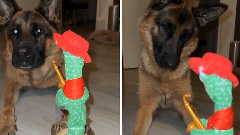 German Shepherd Completely Confused By Singing Toy