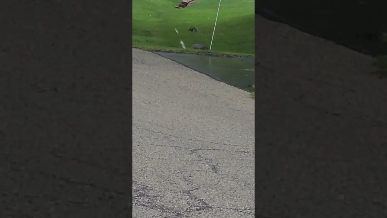 far squirrel #shorts