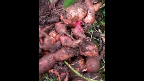 Sweet potato HARVEST! Its HUGE!