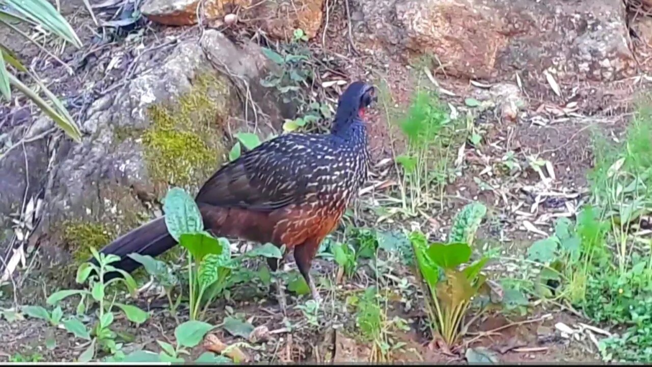 Jacu na terra em busca de alimentos Jacuaçu jacuguaçu, guans