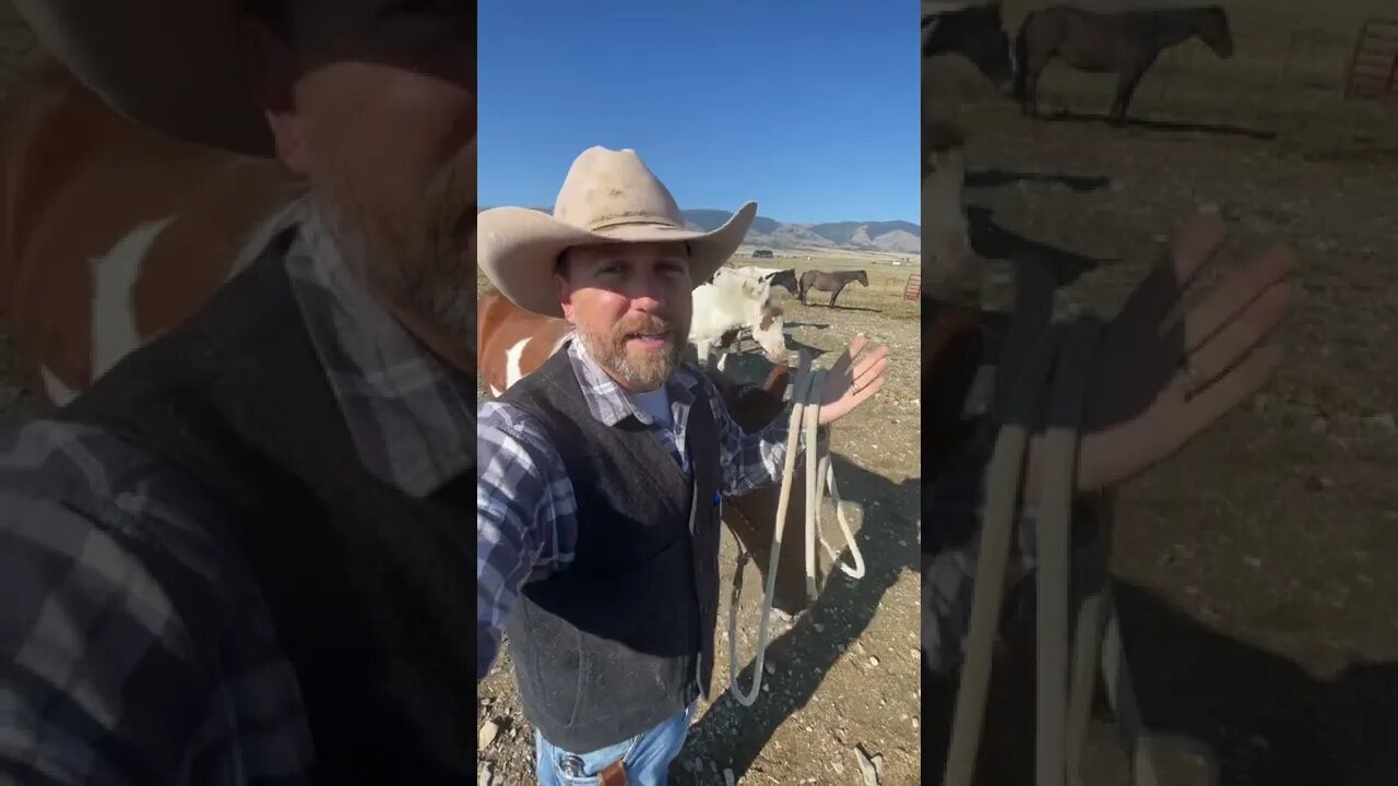 Should Wild Horses be Removed?