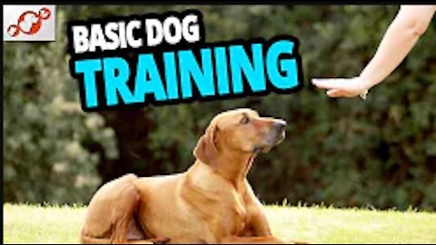 🐕 Basic Dog Training – TOP 10 Essential Commands Every Dog Should Know!