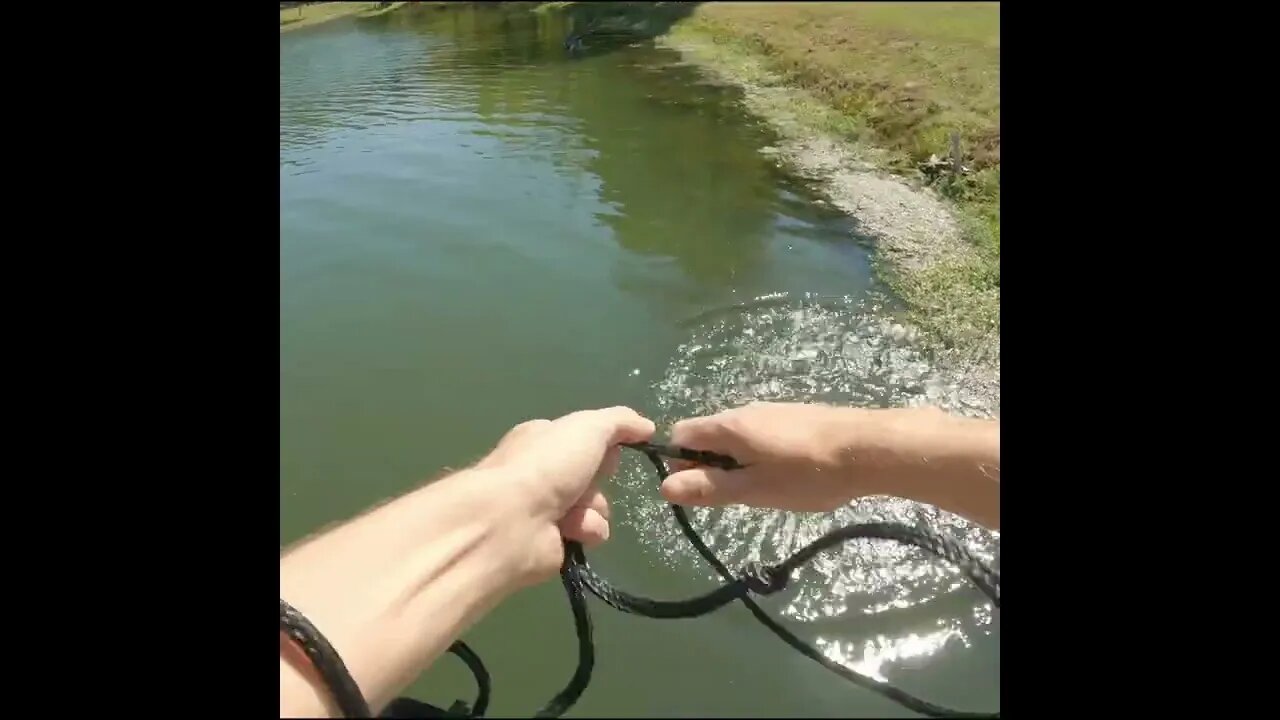 Cast netting for Shiners