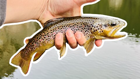 Brown Trout Fishing in the Foothills of Colorado