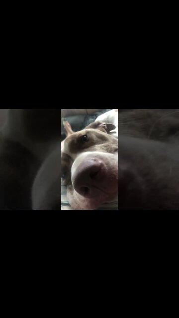 Close up cuddles with pit bull
