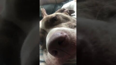 Close up cuddles with pit bull