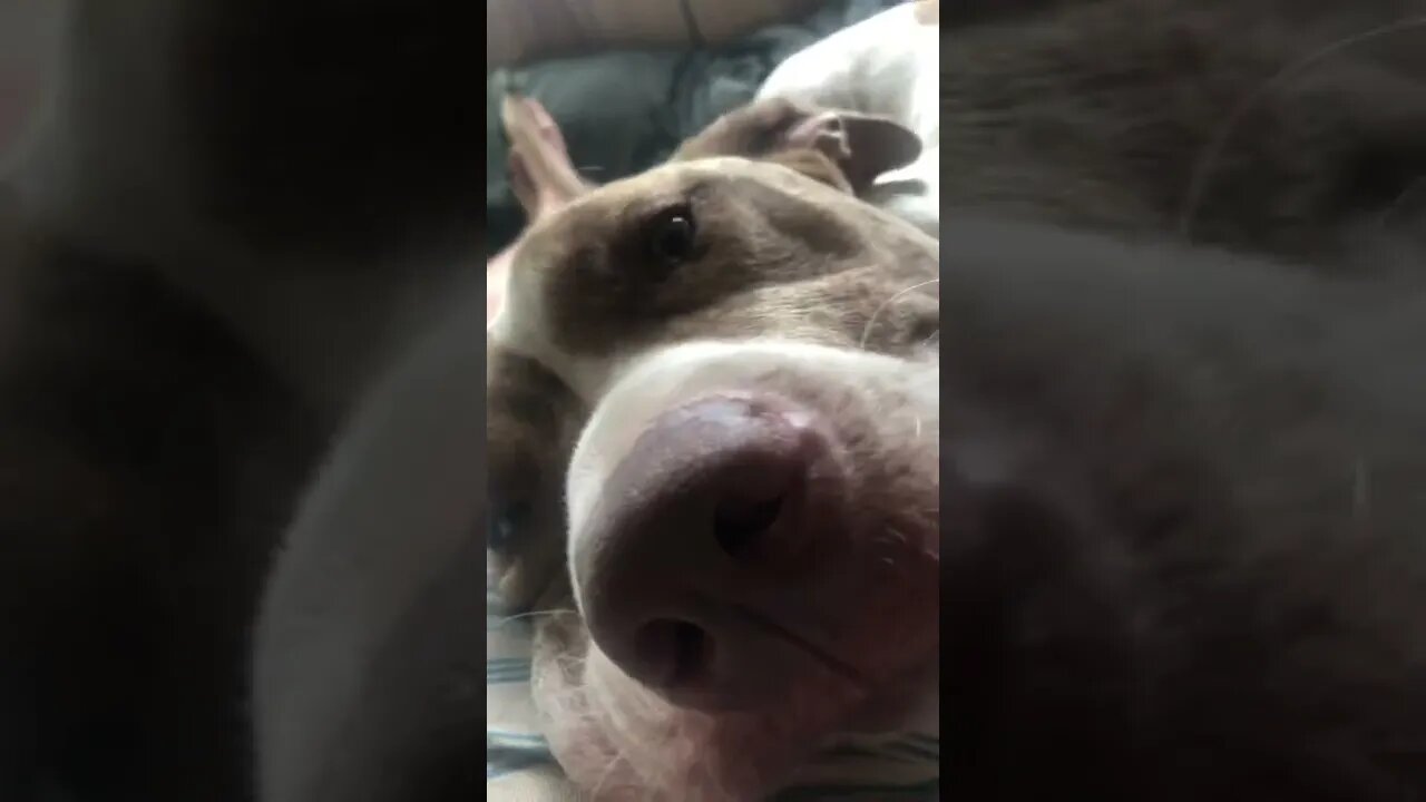 Close up cuddles with pit bull