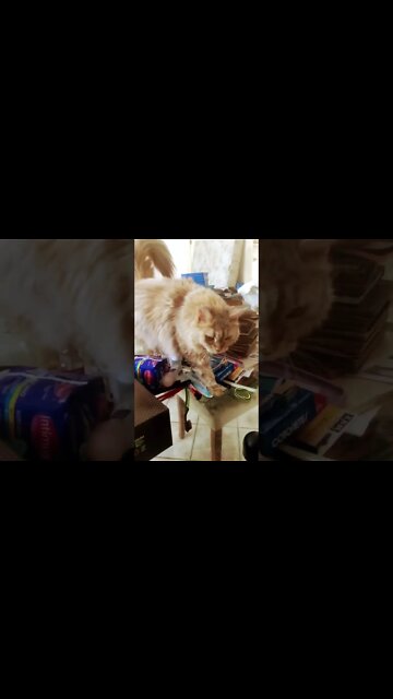 Chun Li ajudando a organizar livros e HQS