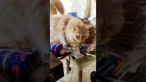 Chun Li ajudando a organizar livros e HQS