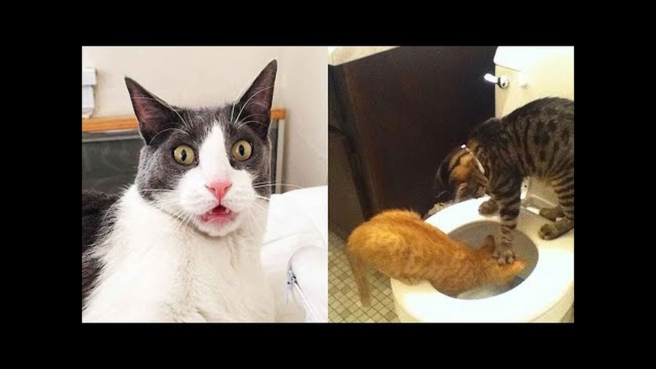 Funny animal videos - Funny cats/dogs - Funny animals Part 13