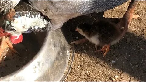 The first keet our guinea fowl hatch is protected by whole flock, including males