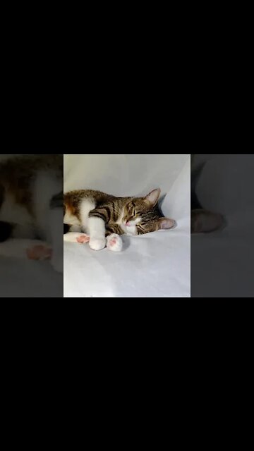 Cute Sleepy Kitten #shorts