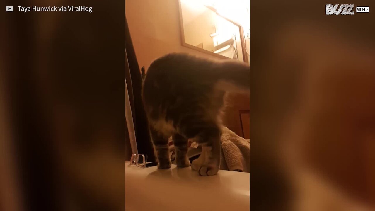 Il gatto È confuso e cade nella vasca da bagno