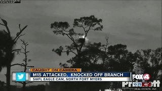 Fort Myers eagle attacked!