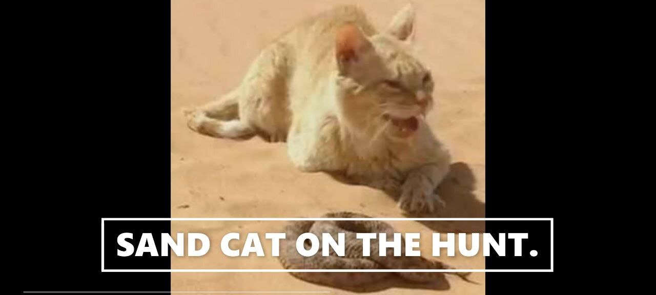 A sand cat hunting a snake.