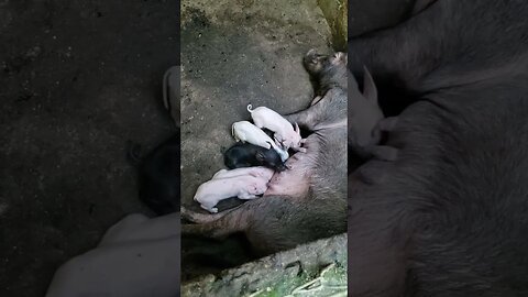 Leitões nasceram hoje!