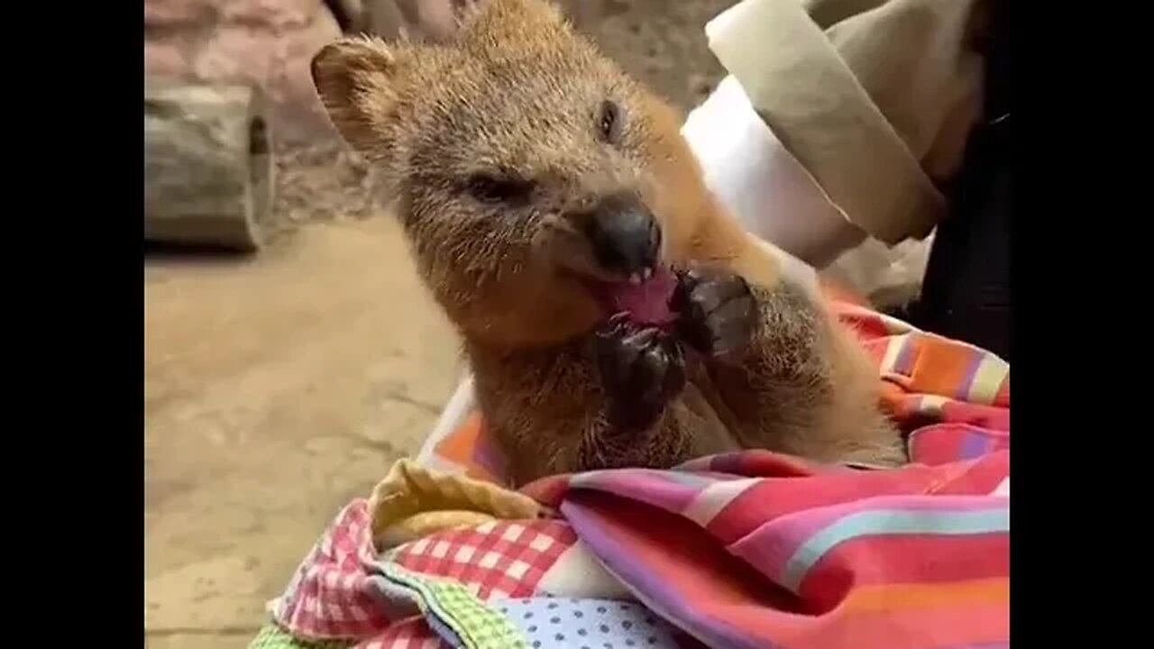 Cute funny Quokka - 137