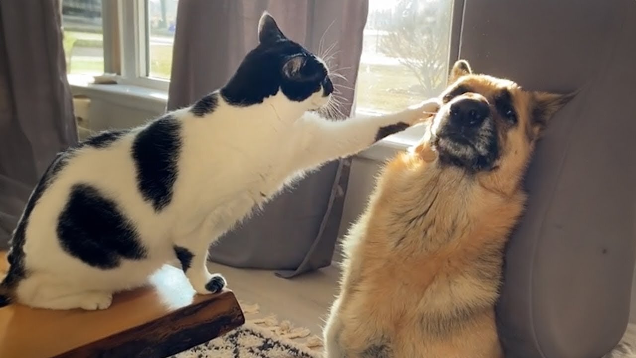 Funniest Dogs And Cats Videos Compilation