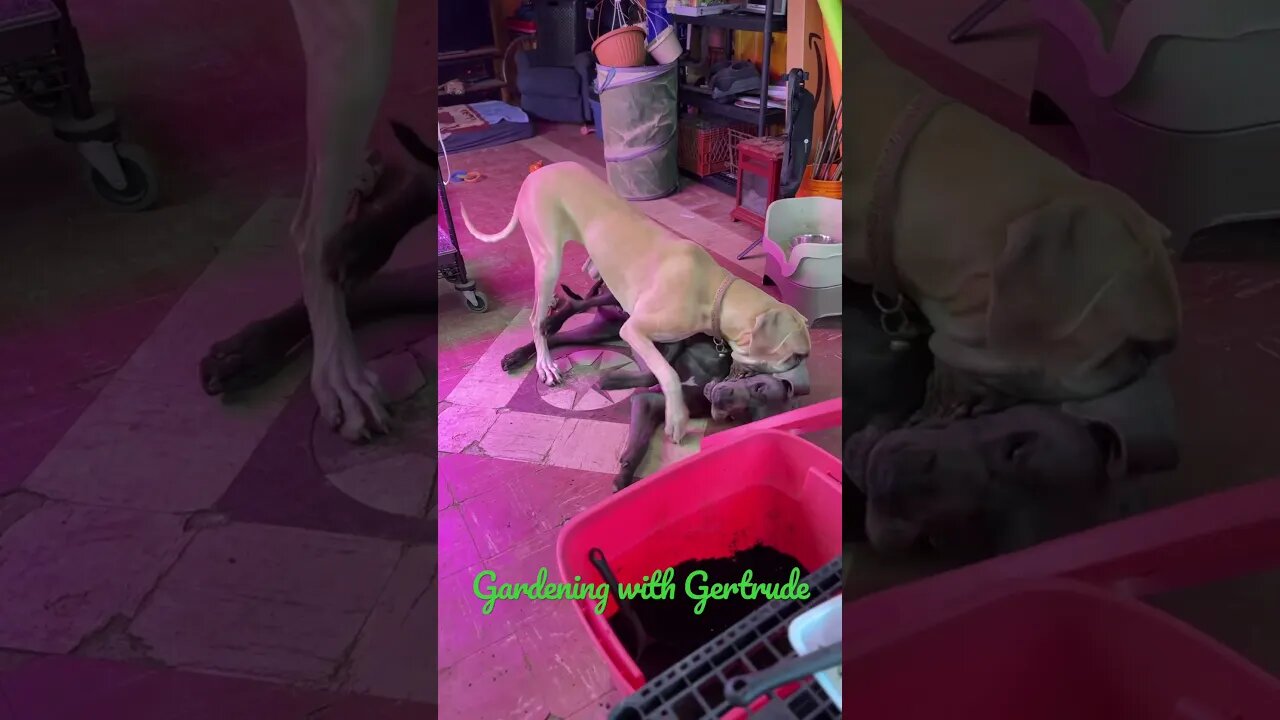 Eating dirt for breakfast? #dogs #love #happy #shortsvideo #dog #kids #like #doglover #lovebug