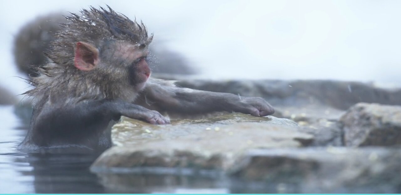 Cute small Monkey in ice water