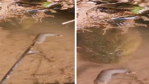 Man Tries To Catch Eel