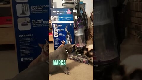 My kitties's reaction to my new PowerLift Pet Bissell vacuum!