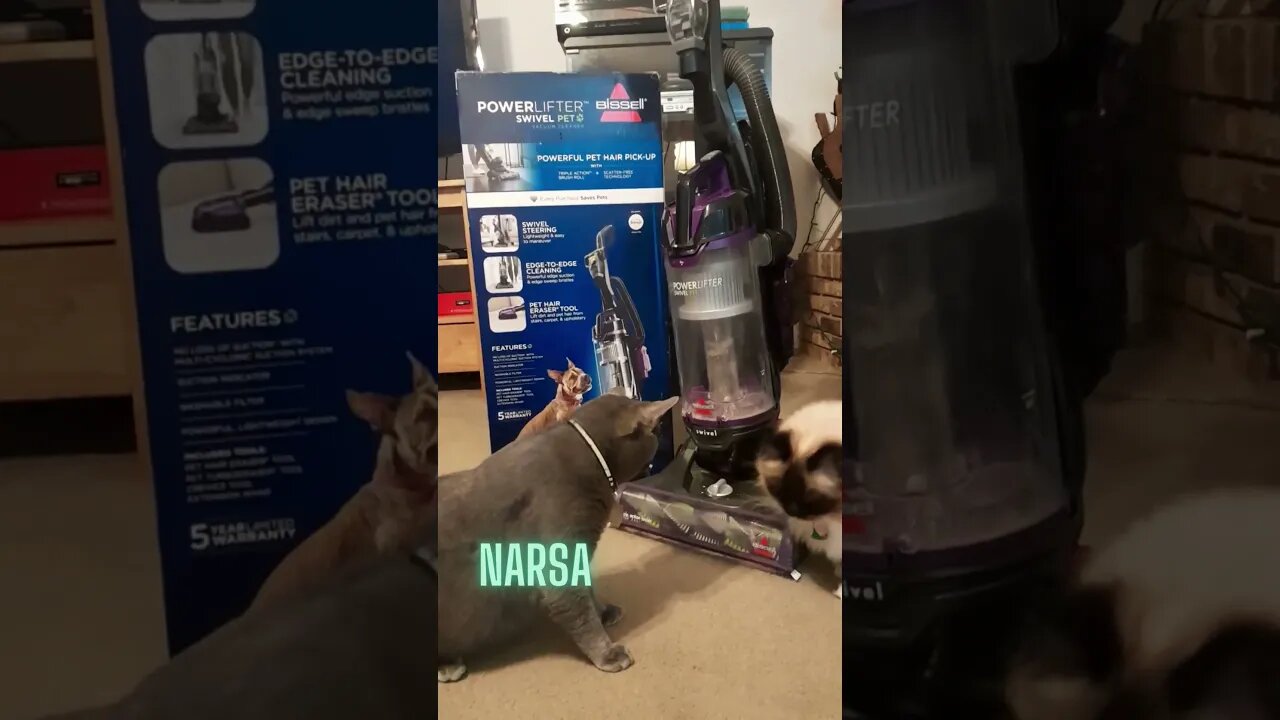 My kitties's reaction to my new PowerLift Pet Bissell vacuum!