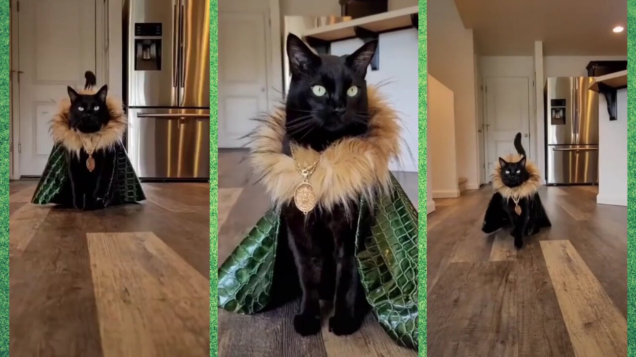 beautiful black cat parading