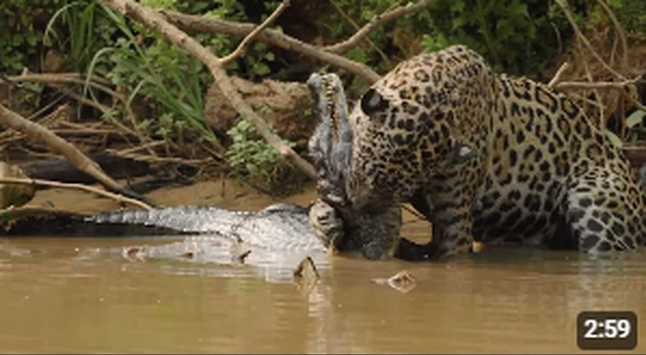 Savannah Showdown: Lion vs. Crocodile in a Battle for Survival