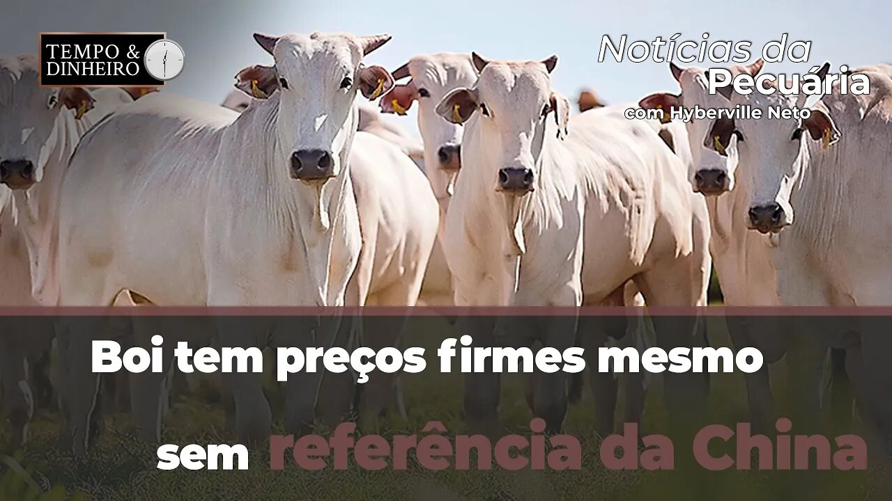 Boi tem preços firmes mesmo sem China na referência. Pecuarista segura o quanto pode.