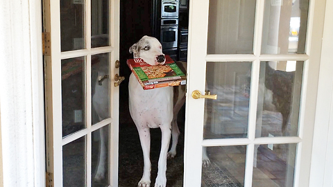 Great Dane pizza delivery service