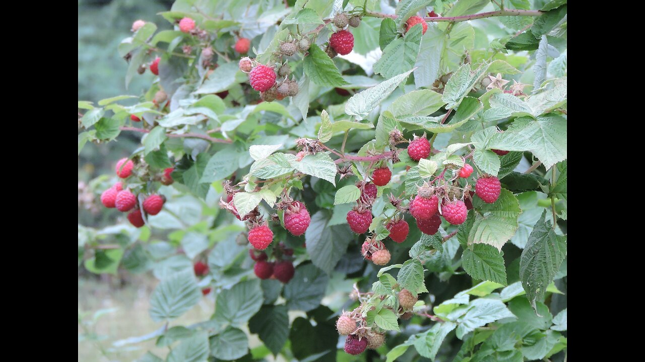 Nova Red Raspberries - Fall Harvest 2024 Growing Zone 6b