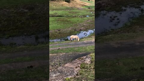 Palomino brumby grazing