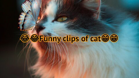 Funny cat