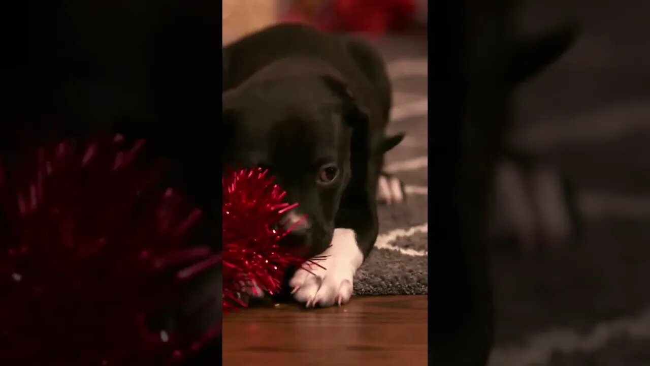 Cute Puppies Wish You Marry Christmas