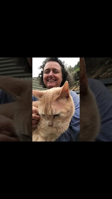 Cuddly Ginger Cat heart ❤️