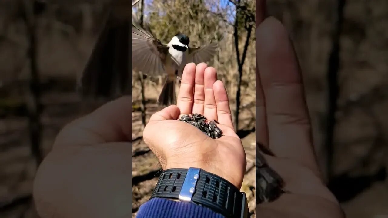 Best animals Birds🦜🦃lovely moments ||#shorts #shortsfeed #Birds#shortsvideo