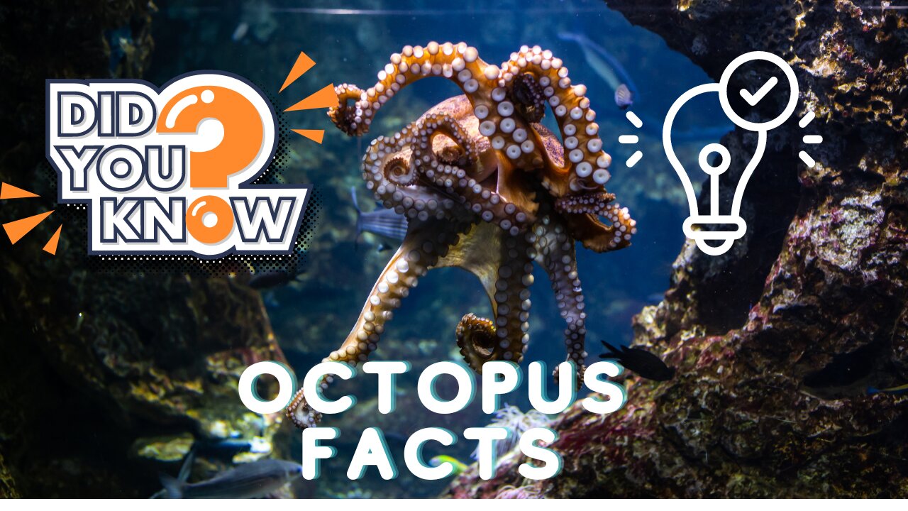 Interesting facts about Octopus