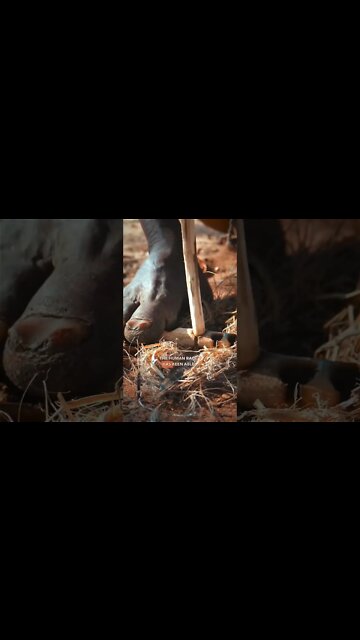 We Have Become the Aliens 👽 #indigenous #aliens #planetearth