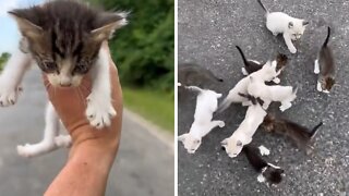 Man Rescues 13 Kittens On The Side Of The Road