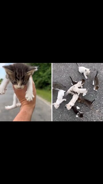 Man Rescues 13 Kittens On The Side Of The Road